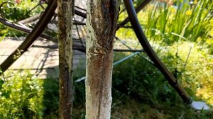 Лечение трещин на стволах молодых плодовых деревьев