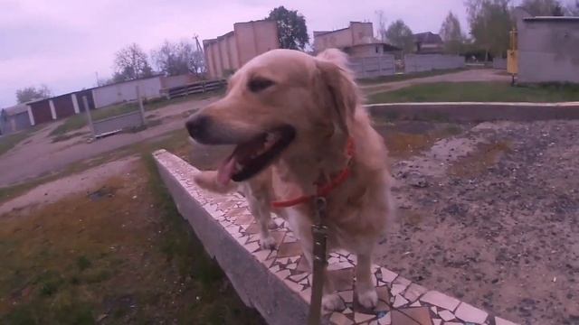 Заболела собака. Первые 16 часов. Понос у собаки смотреть онлайн