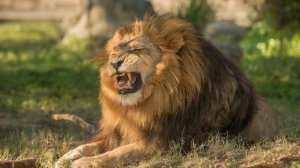 рычание льва #львы хищники