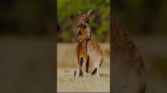 кенгуру обнимаются ?#shortvideo #animals #shorts смотреть онлайн