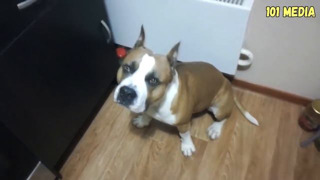 Животные Приколы Смешные Собаки Кошки смотреть онлайн