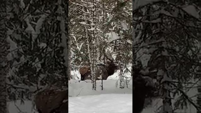 Охота на Изюбря?11 февраля 2021 г. смотреть онлайн