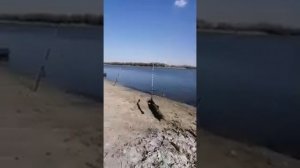 Рыбалка на дону, Голубинская Калач на Дону