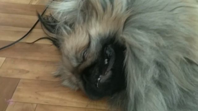 Как правильно выбрать имя для пекинеса. смотреть онлайн