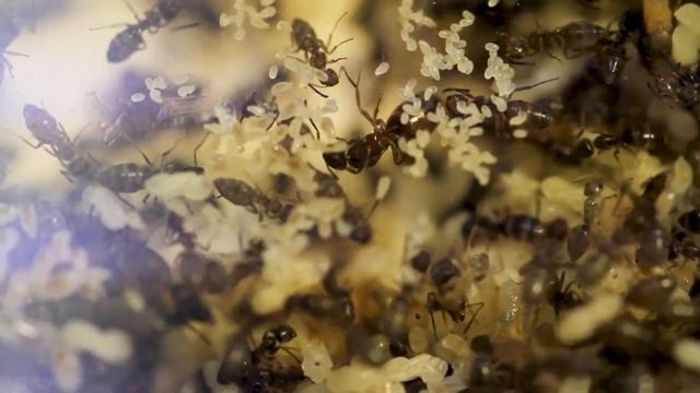 Odorous House Ant Colony - Tapinoma sessile смотреть онлайн