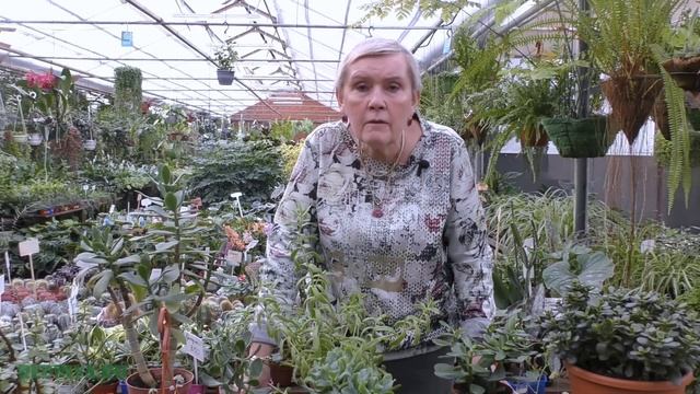 Толстянка (Crassula) Денежное дерево.