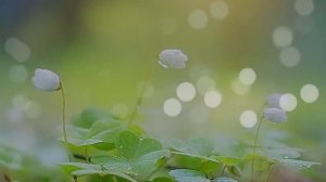 Футаж Весенний   Footage Motion Background