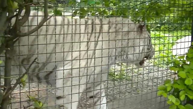 Крым. Ялта. Май 2о16. Зоопарк Сказка. Белый тигр. смотреть онлайн