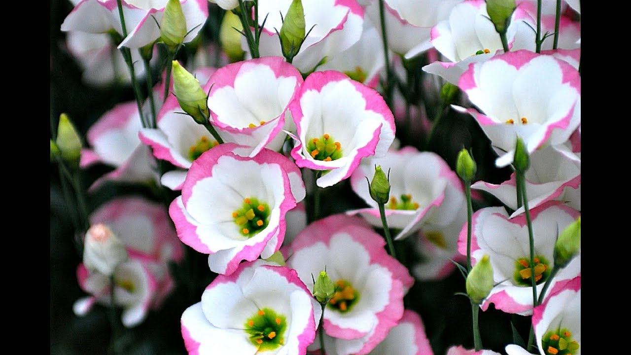 Секреты выращивания эустомы, лизиантуса из семян в домашних условиях! смотреть онлайн