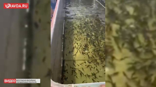 В ВОЛГОГРАДСКОЕ ВОДОХРАНИЛИЩЕ ВЫПУСТИЛИ 50 ТЫСЯЧ МАЛЬКОВ СТЕРЛЯДИ смотреть онлайн