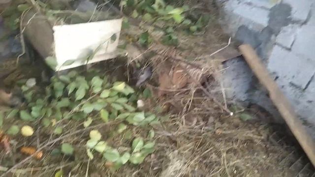 ВОЛЬЕР для НУТРИЙ , какая площадь им НУЖНА ? смотреть онлайн
