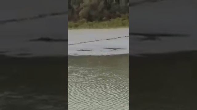 Медведь на Протоке Суховской. смотреть онлайн