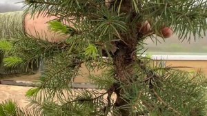 Бонсай из ели коника: придание формы