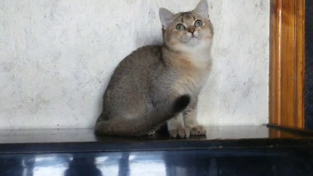Продажа - золотой британский котенок - мальчик/For Sale - gold British kitten - male смотреть онлайн