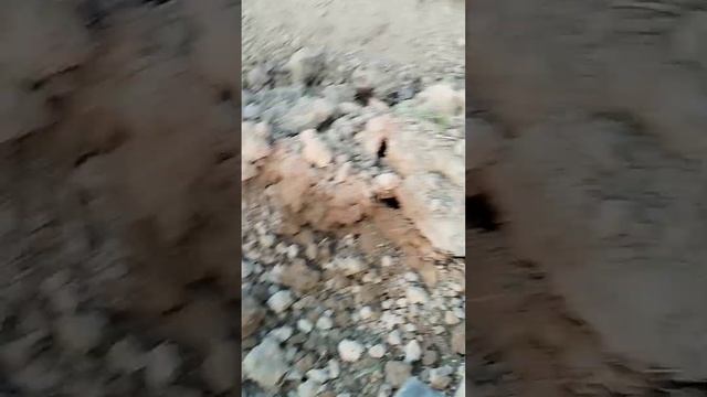 PAVLONIYA TEHNICHISKI SIREZ QANDA BO'LADI #pavloniya #pavloniya_uz #павлония смотреть онлайн