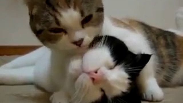 Кошка, кот и большая любовь смотреть онлайн