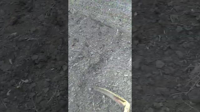 Сажаю лук с Плоскорез- косой. смотреть онлайн