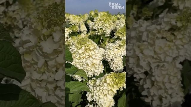 Гортензия метельчатая `Silver Dollar` в контейнере С90 смотреть онлайн