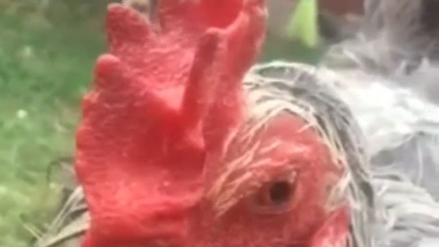 Уборка, и что случилось с Петей который клюнул? смотреть онлайн
