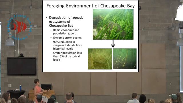 Dr. Alison Deary - Ecomorphological Patterns in Early Life History Stage Fishes смотреть онлайн