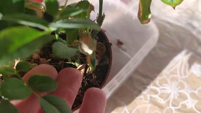 Комнатная роза зацвела после зимней спячки.Indoor rose, flowering смотреть онлайн