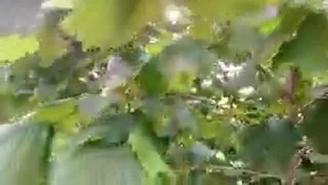 Фундук Святковый, Давыдовский, Корончатый, Победа 74, Подарок Юннатам (7 лет) смотреть онлайн