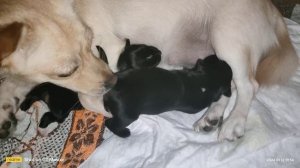 кормление щенков🤗🙏 Мини той терьера.