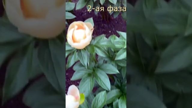 Пион PASTELEGANCE. 3 фазы цветения. Превосходный сорт для выращивания и для души! смотреть онлайн