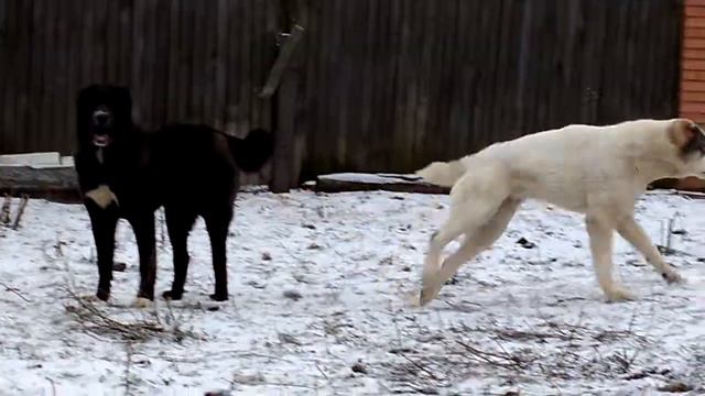 Kennel Daur Don смотреть онлайн