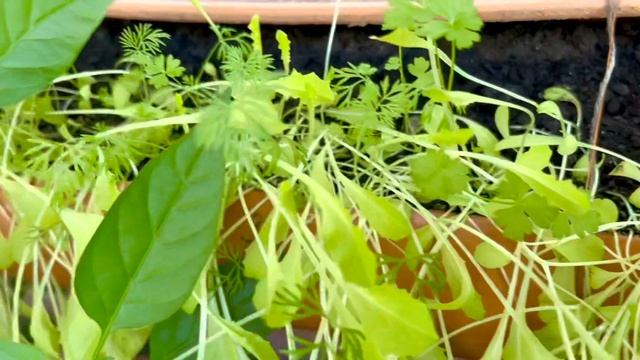 Огород на балконе 2022. Огромные томаты и пересадил огурцы смотреть онлайн