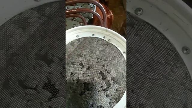 Есть возможность выслать коконы Восковой моли для разведения. смотреть онлайн
