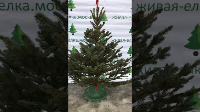 Голубая елка смотреть онлайн