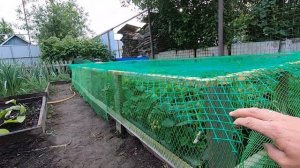 Закрываем клубнику от птиц в рубрике сад и огород