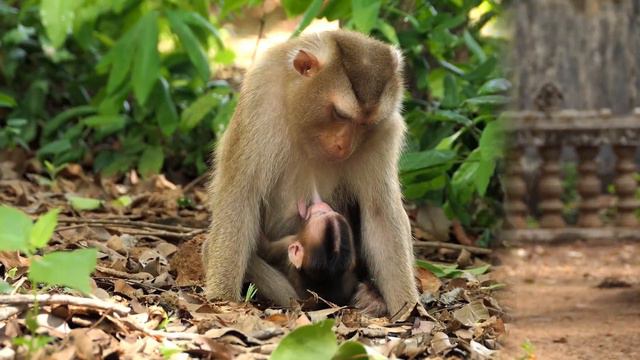 SABA, Baby Monkey That Was Dragged By Its Mother And Dragged By Her Hand On The Ground In The Fores