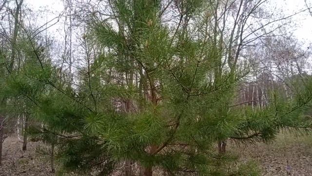 С Днём Победы друзья! Читаю стихотворение Константина Симонова - " Родина". смотреть онлайн