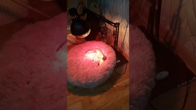 2 декабря 2020 г. смотреть онлайн