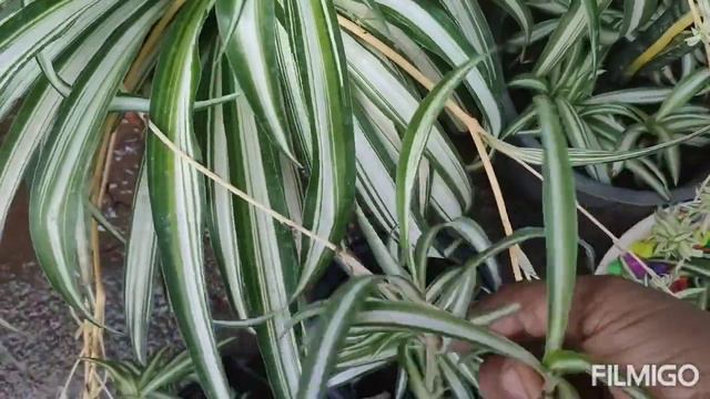How to grow spider plants and it's propagation смотреть онлайн