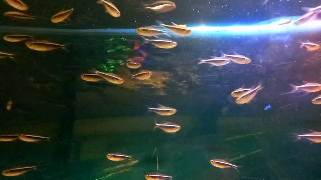 Black Neon Tetra Fish (Hyphessobrycon herbertaxelrodi) смотреть онлайн