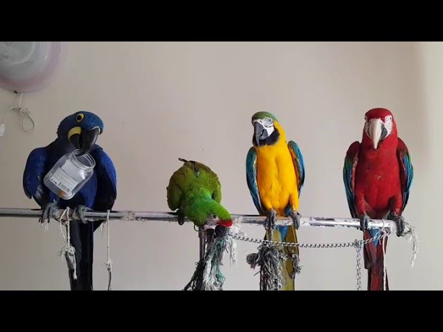 Радуга попугаев... и Ромео с баночкой!)