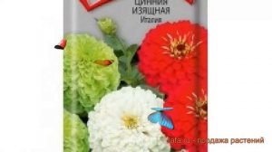 Цинния изящная Италия (italiya) ? изящная цинния Италия обзор: как сажать, семена циннии Италия