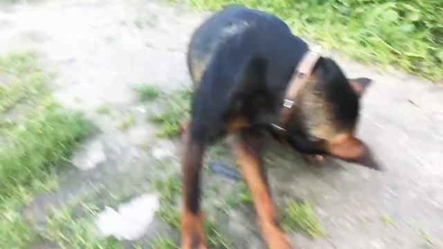 Дрессировка собаки цвергпинчер команды СИДЕТЬ,ЛЕЖАТЬ,РУКИ,СИДЕТЬ ЖДАТЬ 🐕 смотреть онлайн