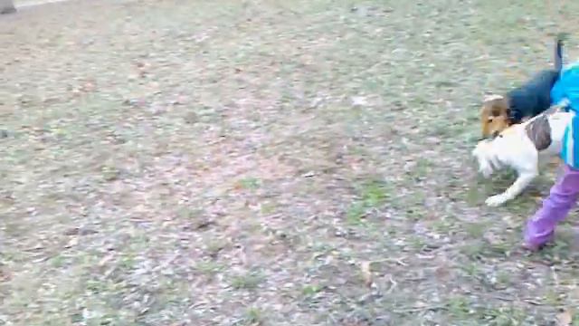 Николас и бааашие собаки смотреть онлайн