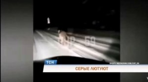 Волки напали на собаку и сорвали с цепи