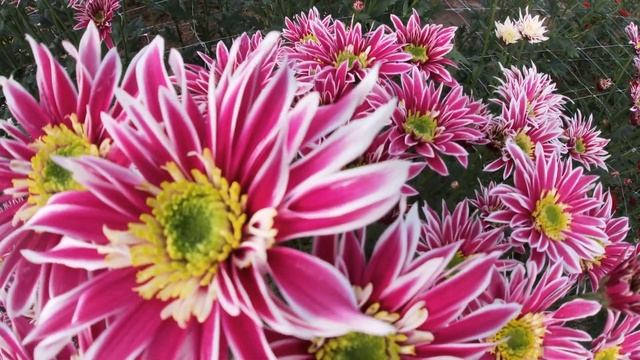 ОБЗОР СРЕЗОЧНОЙ ХРИЗАНТЕМЫ И МУЛЬТИФЛОРЫ 22 СЕНТЯБРЯ. смотреть онлайн