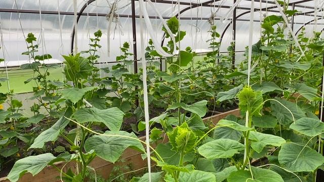 Типичные ошибки при выращивании огурца #ШПС № 106 смотреть онлайн