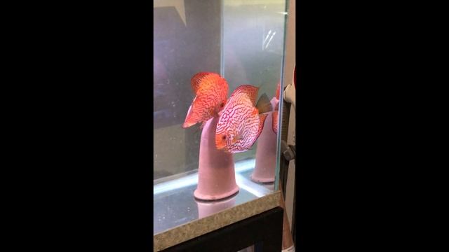 Checkerboard Discus Laying Eggs смотреть онлайн