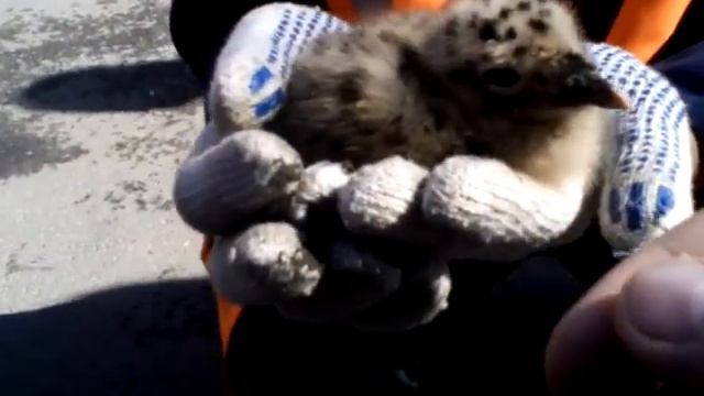 Путешествия с Пушистыми Парнями