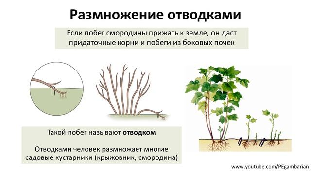 12. Вегетативное размножение (6 класс) - биология, подготовка к ЕГЭ и ОГЭ 2020 смотреть онлайн
