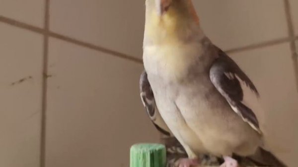 2 Hour COCKATIEL SINGING