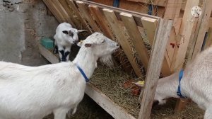 Содержание козлят под козами .Плюсы и минусы.